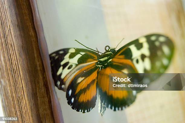 Schmetterling Auf Dem Fenster Stockfoto und mehr Bilder von Ausbreiten - Ausbreiten, Eleganz, Extreme Nahaufnahme