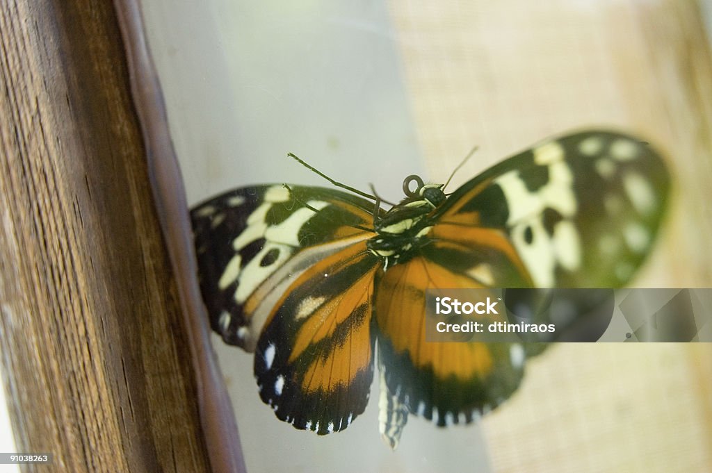 Borboleta em uma janela - Foto de stock de Amarelo royalty-free