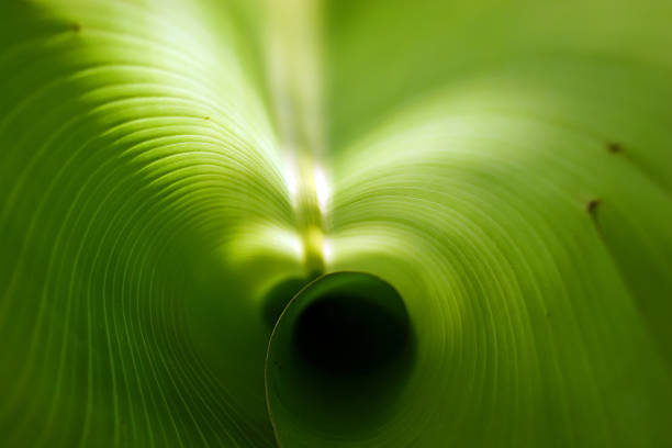 istock Inside the center of a leaf 91039090