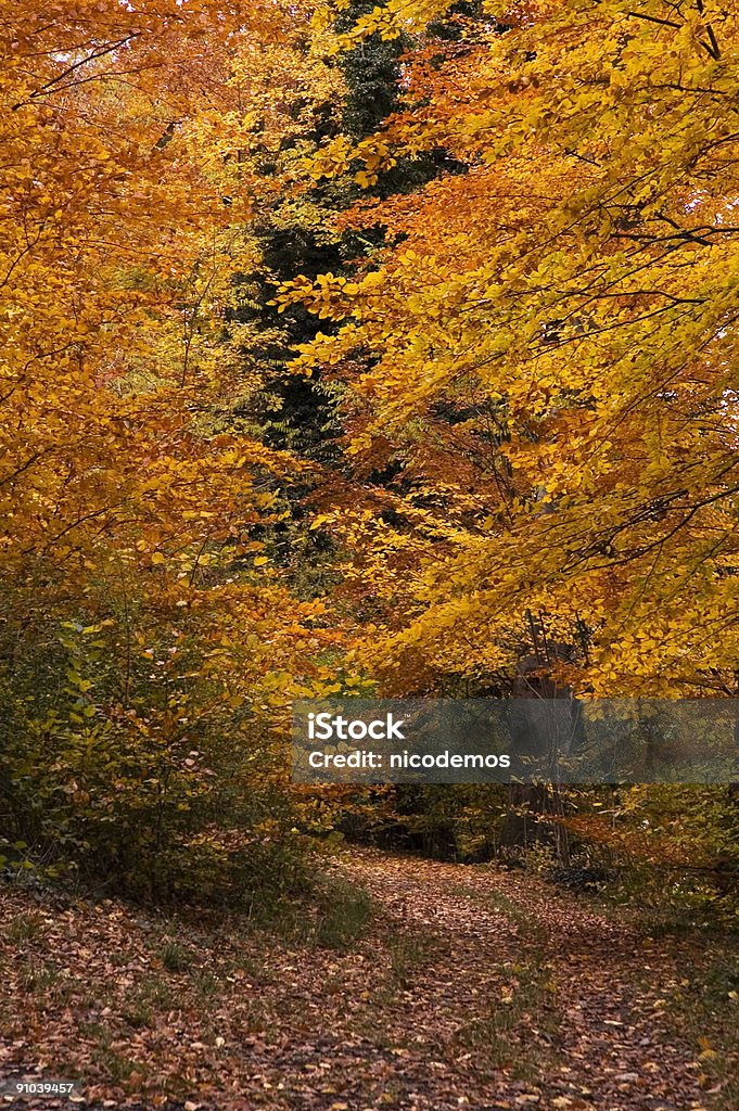 Farben des Herbstes - Lizenzfrei Ast - Pflanzenbestandteil Stock-Foto