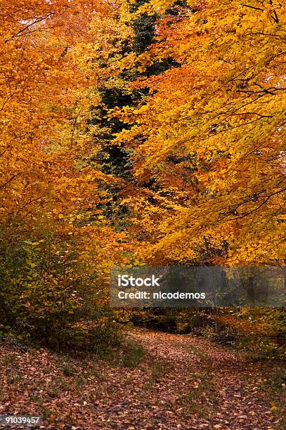 Farben Des Herbstes Stockfoto und mehr Bilder von Ast - Pflanzenbestandteil - Ast - Pflanzenbestandteil, Baum, Blatt - Pflanzenbestandteile