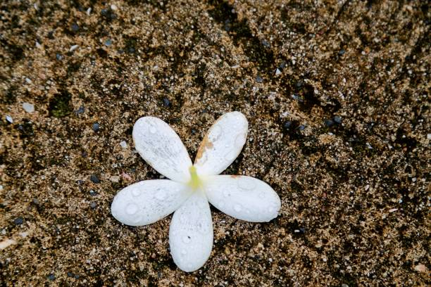 istock Close-Up High Angle View Of White Flower On Beach 910394574