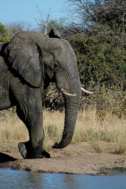 Cтоковое фото Слон ходьба — вертикально