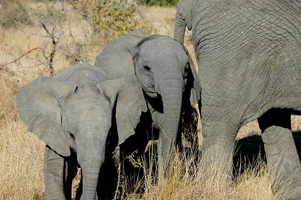 istock Herd of Elephants 91039555