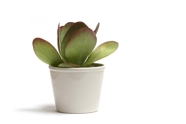 istock potted plant / houseplant 91039771