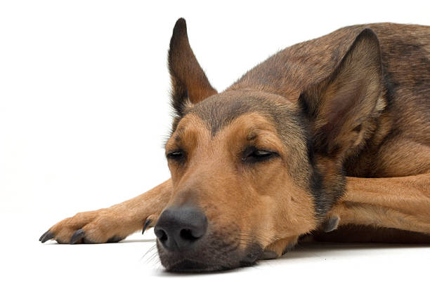 Stray dog is lying down on the street