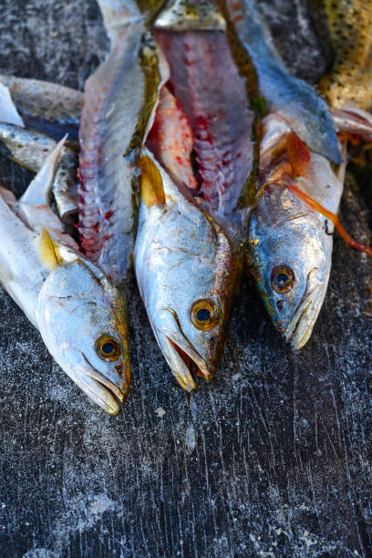 istock Croaker Corvina fillet fish in Mexico 910400044