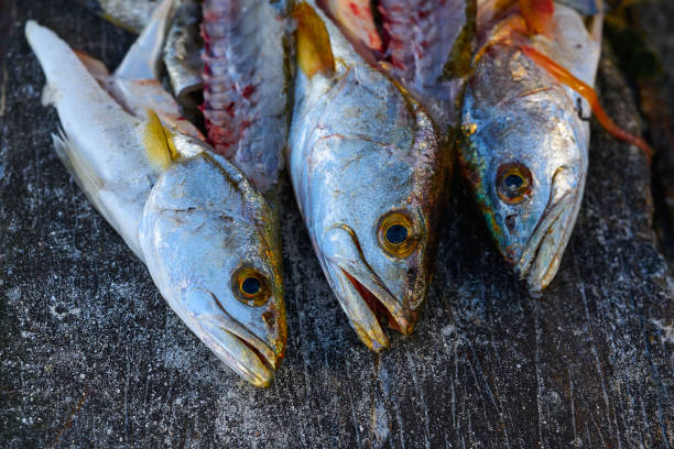 istock Croaker Corvina fillet fish in Mexico 910402780