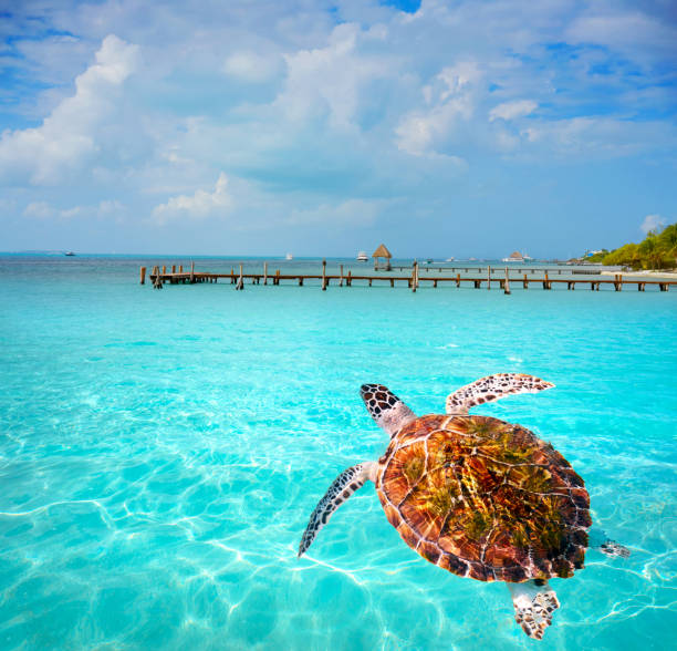 istock Isla Mujeres island Caribbean beach Mexico 910403276