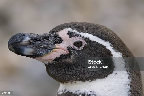 Foto de Spheniscus Humbolti e mais fotos de stock de Animal - Animal, Antártica, Argentina