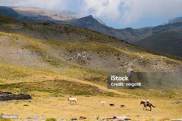 Pastuch - zdjęcia stockowe i więcej obrazów Bydło domowe - Bydło domowe, Fotografika, Grupa zwierząt