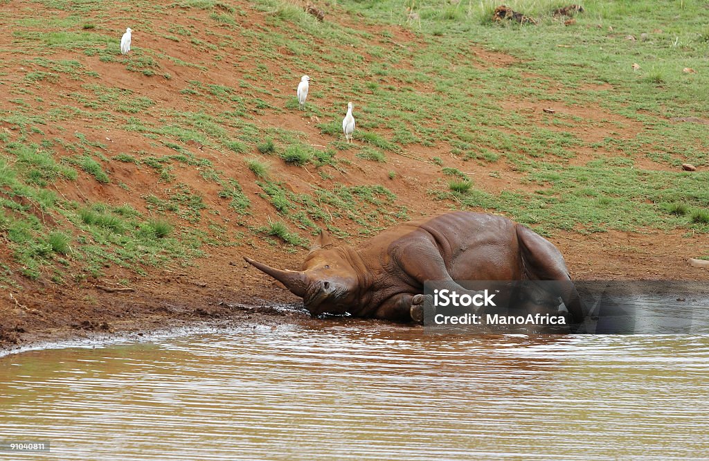 Rhino assumendo un Mudbath due - Foto stock royalty-free di Acqua
