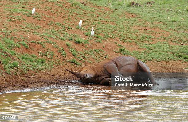 Rhino Assumendo Un Mudbath Due - Fotografie stock e altre immagini di Acqua - Acqua, Ambientazione esterna, Animale