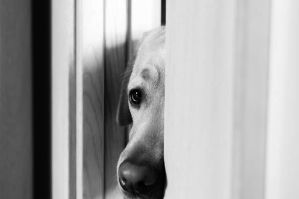 istock The look of the dog 910408186