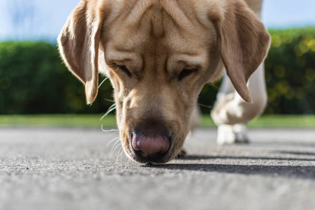 Following a trail A dog looks for a trail on the street animal nose stock pictures, royalty-free photos & images