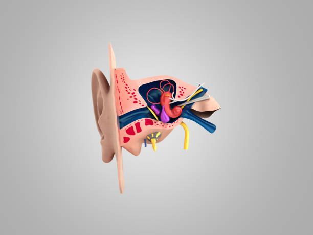 Medical ear model