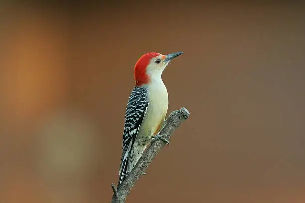 Photo of Red-bellied woodpecker