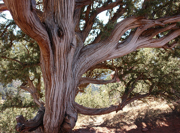 tree in sedona mountains stock photo