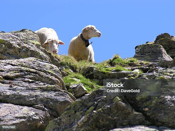 Swiss Naturale - Fotografie stock e altre immagini di Alpi - Alpi, Alpi svizzere, Ambientazione esterna