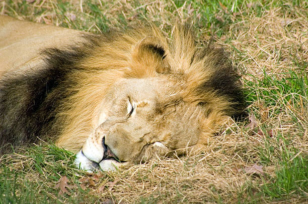 istock Papa Lion Takes a nap 91041543