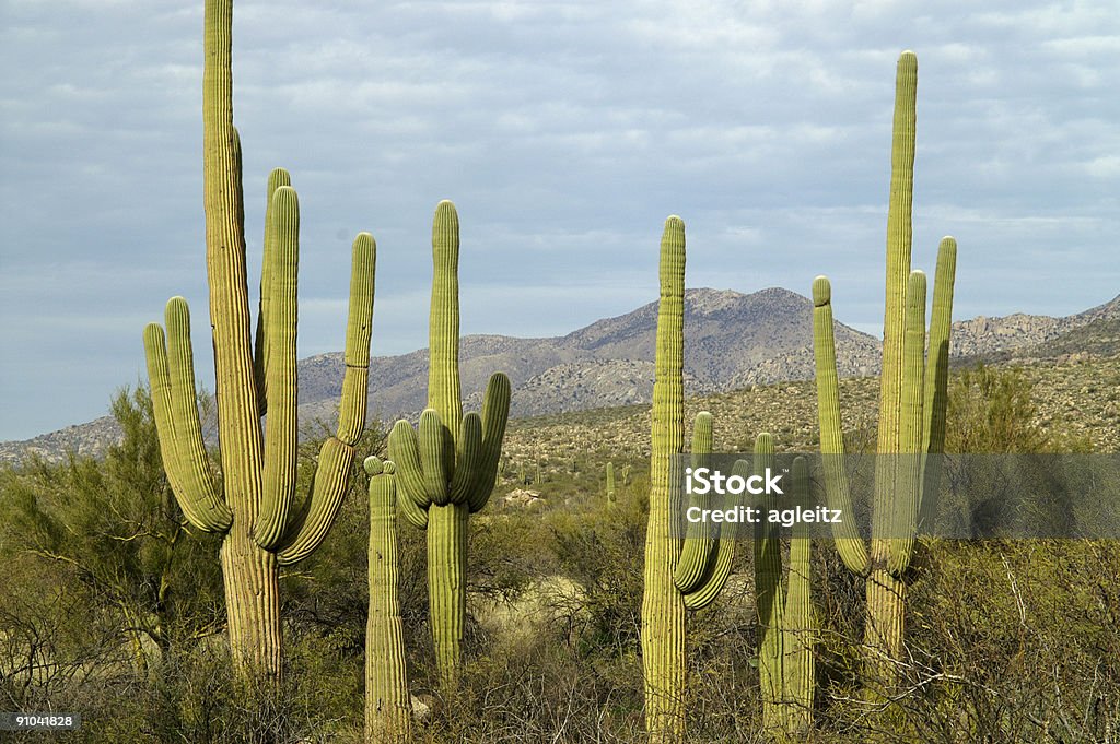 Gigante formazione di Saguaro - Foto stock royalty-free di Arizona