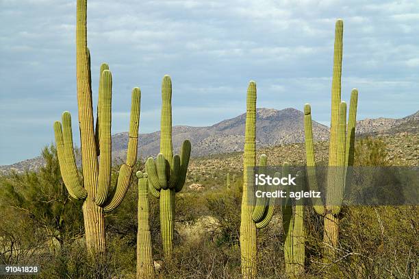 Gigante Formazione Di Saguaro - Fotografie stock e altre immagini di Arizona - Arizona, Cactus, Deserto