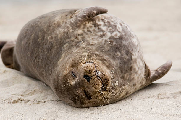 istock Pregnant Harbor Seal 91041835