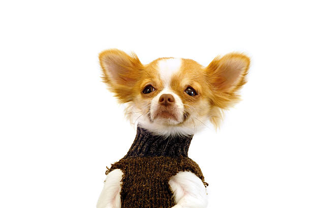 istock Chihuahua showing worry/sadness 91041878