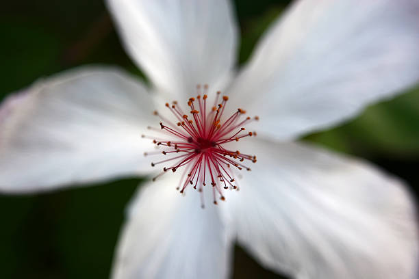 White Hawaiian Flower stock photo