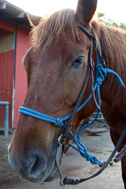 Levantar fechar com um cavalo - fotografia de stock