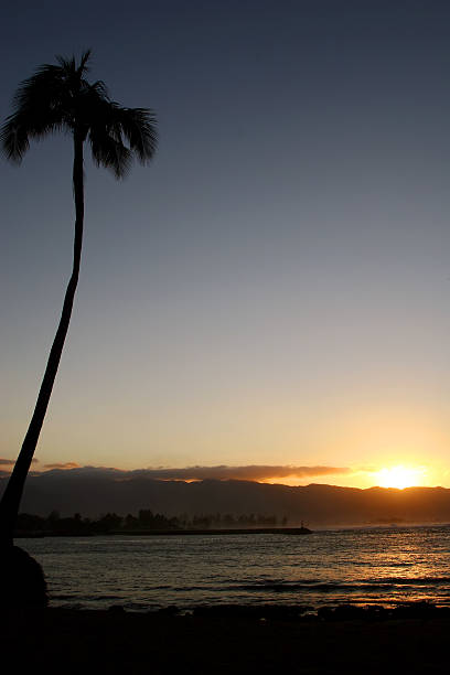 Palm Tree at Sunset stock photo