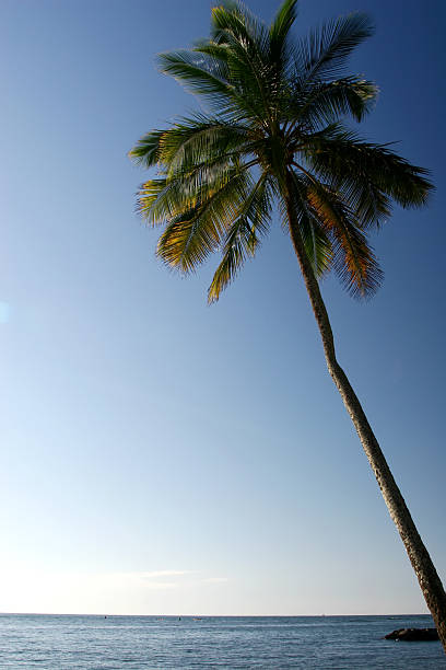 Palm Tree by the Sea stock photo