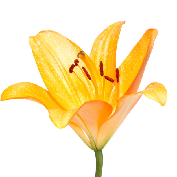 Yellow Lily Flower On White Stock Photo - Download Image Now