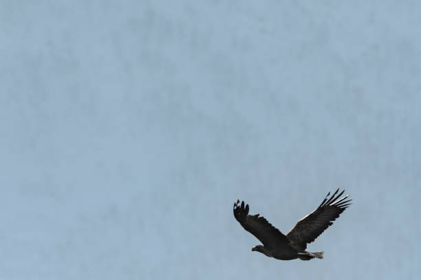 istock White-tailed eagle or sea eagle flying over the Norwegian sea in Norway with copy space 910422698