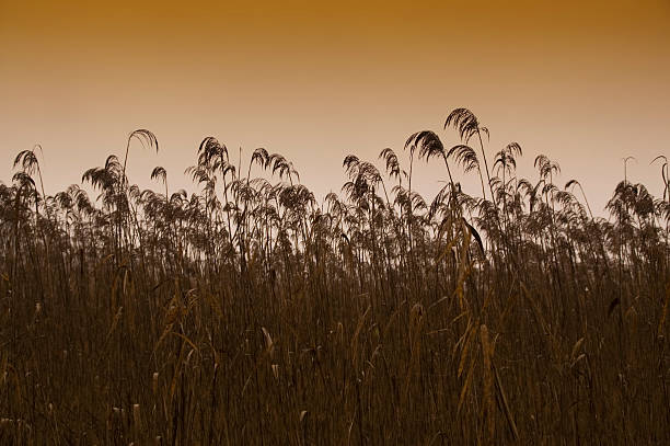 Marsh: canebrake - Brabbia Swamp: reed stock photo