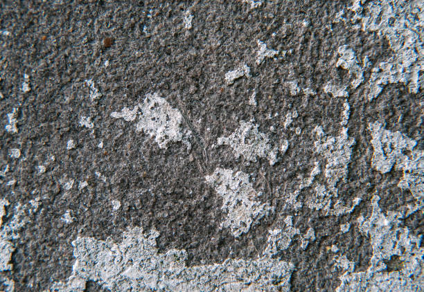 istock The texture of the white, battered concrete wall closeup. 910423596
