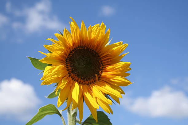 Blue sky sunflower 2 stock photo