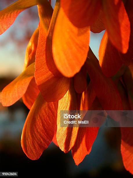 Maple Samen Stockfoto und mehr Bilder von Abenddämmerung - Abenddämmerung, Ahorn, Baum