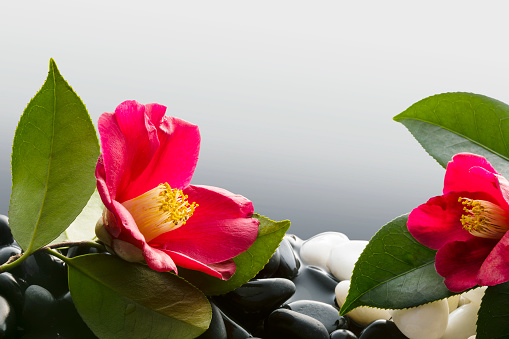 Tsubaki’s（ camellia） Flower Arrangement to Feel the Spring of Japan