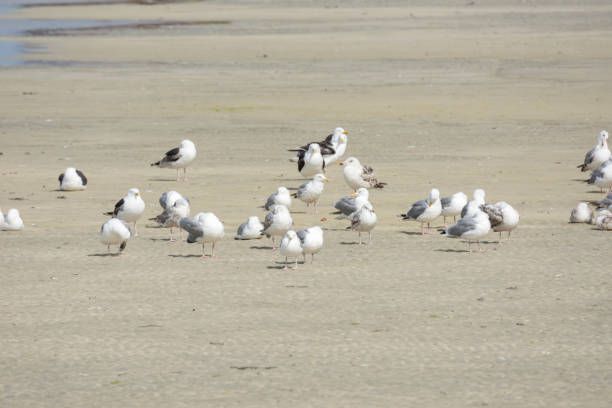 istock seagulls and chicks in Norway 910433808
