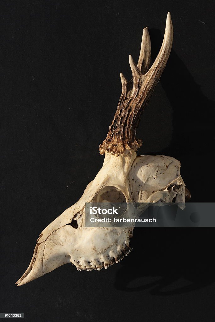 Cranio di cervo, vista laterale - Foto stock royalty-free di Assenza