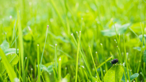 istock Fly in a green meadow 910434380