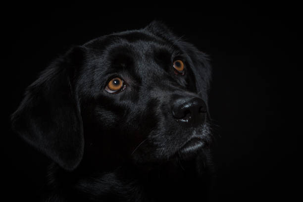 istock Portrait of a black Labrador 910434900