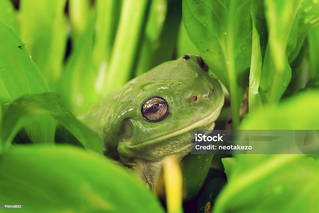 Sapo de plantas - Foto de stock de Animal royalty-free