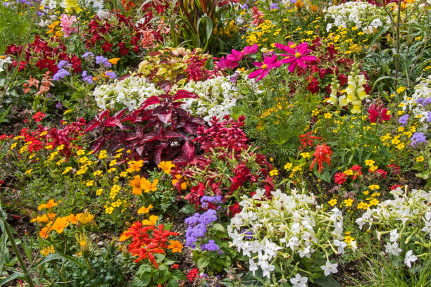 istock colorful flower carpet 910439520
