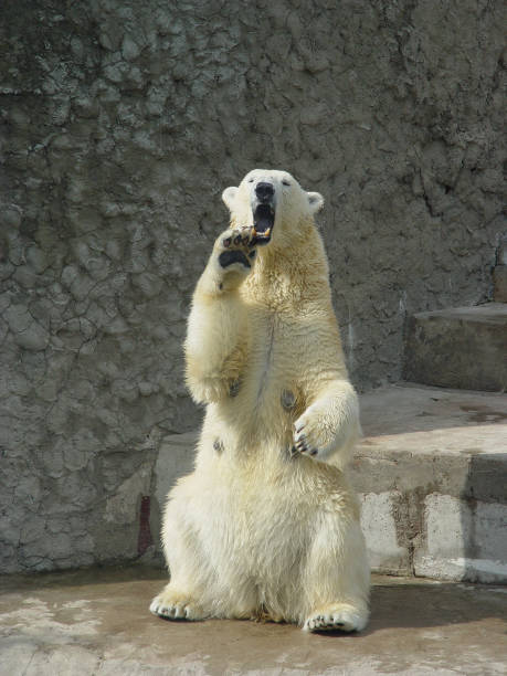 istock Polar bear in the zoo 91043989