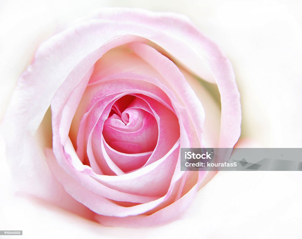 Suave e delicada rosas cor-de-rosa - Foto de stock de Branco royalty-free
