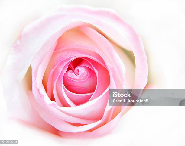 Foto de Suave E Delicada Rosas Corderosa e mais fotos de stock de Branco - Branco, Flor, Fotografia - Imagem
