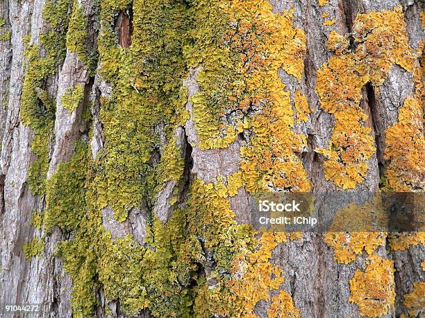 Corteccia - Fotografie stock e altre immagini di Albero - Albero, Ambientazione esterna, Bellezza naturale