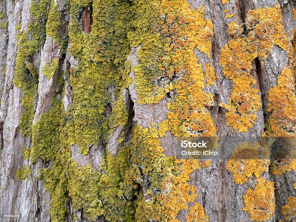 Casca de Árvore - Royalty-free Amostra de Carpete Foto de stock
